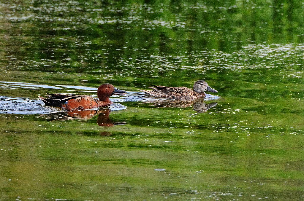 Duck, Cinnamon Teal, 2015-06100907 Oso Flaco Lake, CA.JPG - Cinnamon Teal. Oso Flaco Lake, CA, 5-10-2015